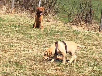 Hundetraining 08.04.2018 Bild 1