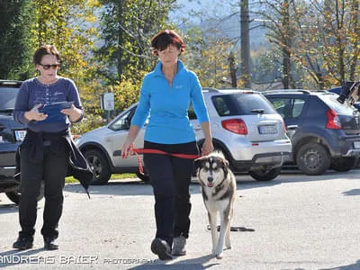 Hundechallenge Bild 37