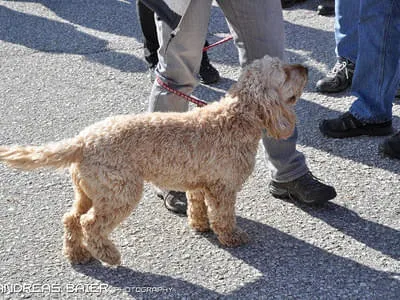 Hundechallenge Bild 0