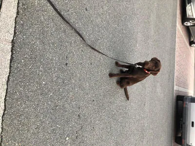 Hundetraining Oktober Bild 7